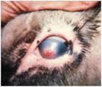 Even small injuries to the eye or erosion caused by wearing contact lenses too long can lead to infections. Pinkeye Problems in Cows - 8.020 - Extension