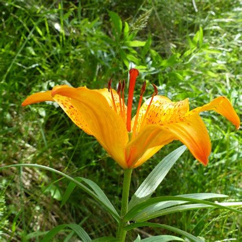 6 Orange Petaled Flower Free Image Peakpx