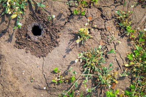 A Hole In The Soil In The Garden Stock Image Image Of Ground Danger