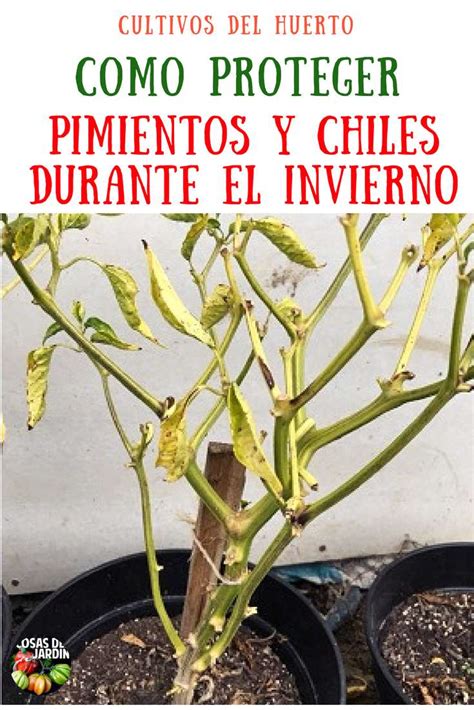 La frecuencia de abono debe ser. Cómo proteger los pimientos y chiles en invierno - Cosas ...