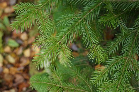 Wallpaper Id 1203345 Nature Fir Tree Pine Tree Tranquility