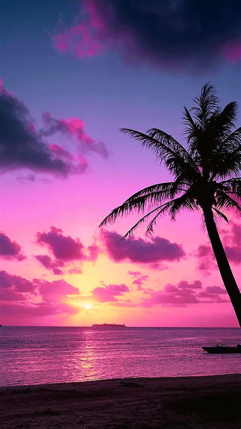1080p Free Download Tropical Pink Sunset Palm Trees Pink Sunset