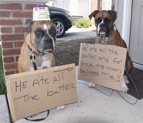 Funny Boxer Dog Memes Photos Cantik
