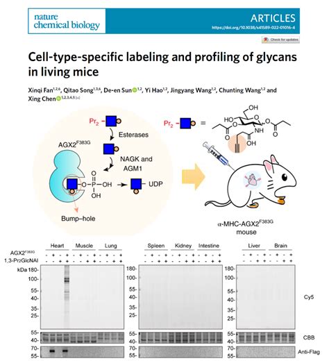 Xing Chen Group Developed A Tool For Cell Type Specific Labeling Of
