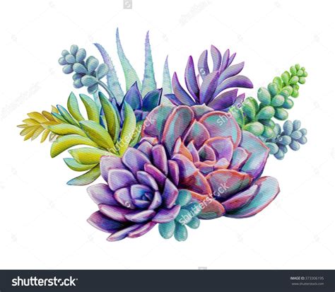 Watercolor Succulent Plants Composition Floral Bouquet Illustration