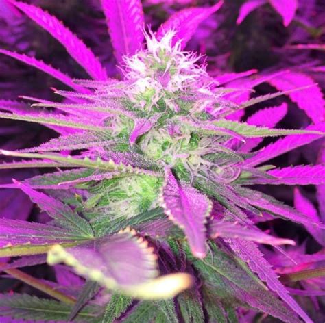 Over the years, the type of lighting recommended for growing cannabis has evolved. 48 best T500 (formerly Titan 5) by Cirrus LED Grow Lights ...