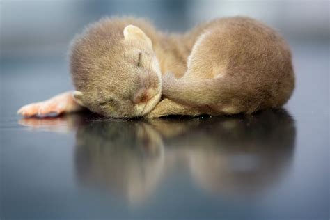 Wildlife Aid Foundation Have You Ever Seen A Baby Stoat Before