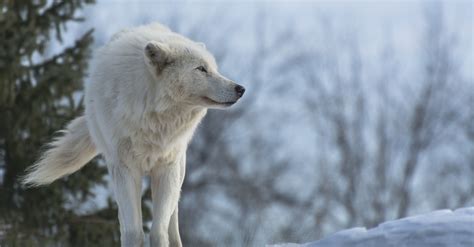 Desktop wolf wallpaper hd 1920×1080. Wolf HD Wallpaper (77+ images)