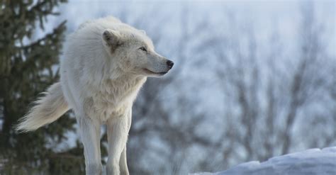 The great collection of images of wolf wallpapers for desktop, laptop and mobiles. Trippy Wolf Wallpapers (66+ images)