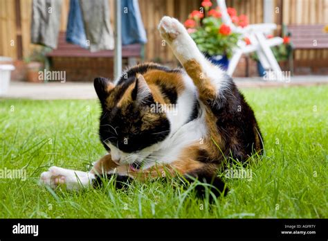 Domestic Tortoise Shell Cat Licking Itself Clean With One Leg In The