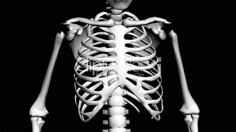 Vector illustration isolated on a white background. Rotation of 3D skeleton.ribs,chest,anatomy,human,medical,body,skull,biology,medicine,science ...