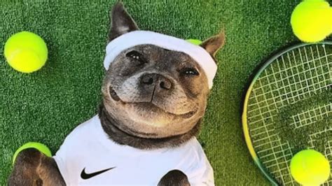 15 Dogs Who Love Tennis Balls More Than Wimbledon The