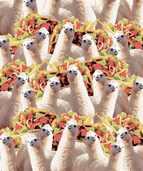 Funny Llama Taco Crazy Collage Digital Art By Random Galaxy Fine Art