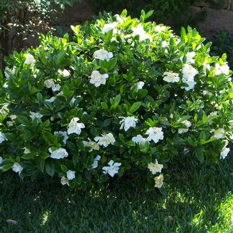 1 X Gardenia Jasminoides Kleims Hardy Cape Jasmine Evergreen Shrub