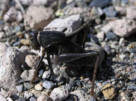 Large Black Cricket In Swarm Bugguidenet