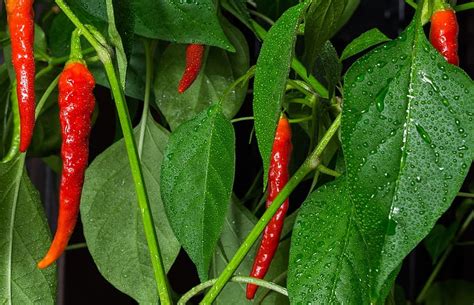 3840x800px Free Download Hd Wallpaper Chili Peper Plant Red
