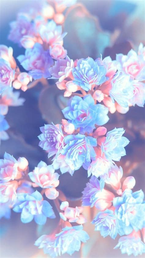Blue and pink flower wallpaper for your phone | Flower wallpaper