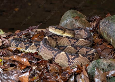 Bushmaster (Lachesis), the deadliest snake bite in the world, Costa