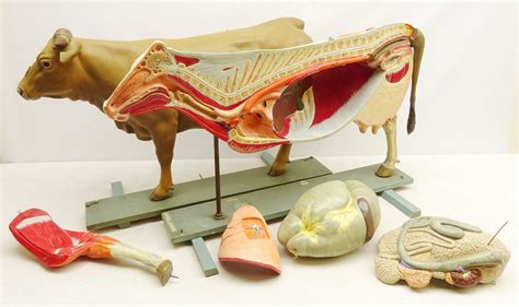 Early To Mid 20th Century Large German Anatomical Model Of A Cow By Veb