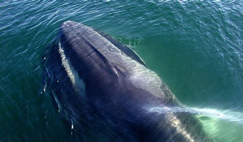 Fin Whales Whaling