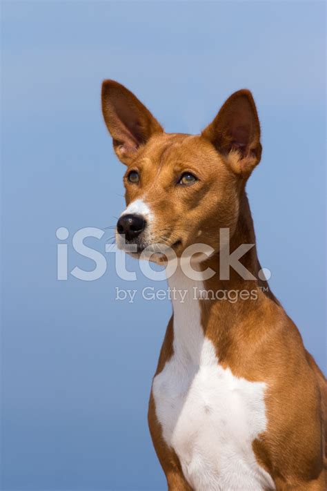 Small Hunting Dog Breed Basenji Stock Photo Royalty Free Freeimages