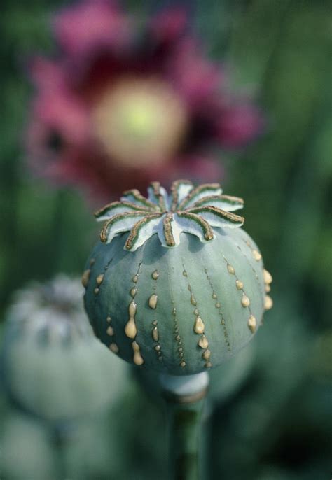 Shop organic poppy seed at mountain rose herbs. Collecting Opium From Poppy Seed Capsule Photograph by Dr ...