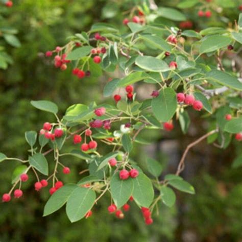 Miniature palm trees are generally defined as being under 20 feet (6 m.) tall, which in terms of palms is really quite short. Serviceberry | Small trees, Fringe tree, Ornamental trees