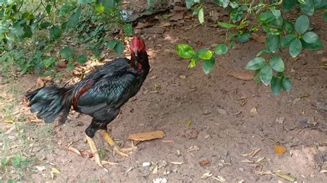 Sri Lankan Cocks 🐓🐓 Youtube