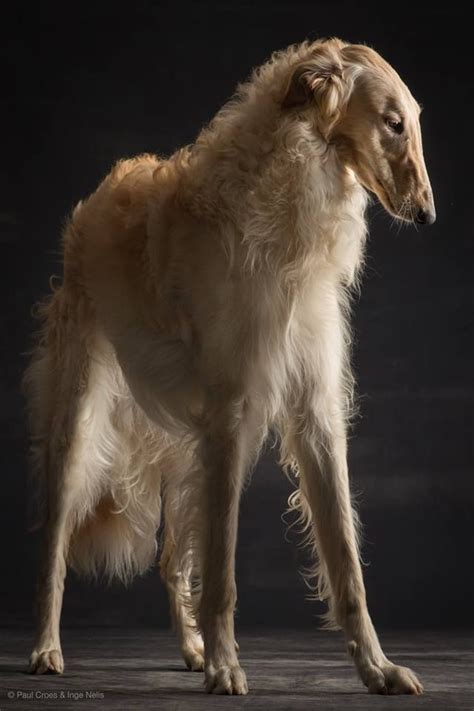 Borzoi Russian Hound Photographer Paul Croes Borzoi Dog Beautiful