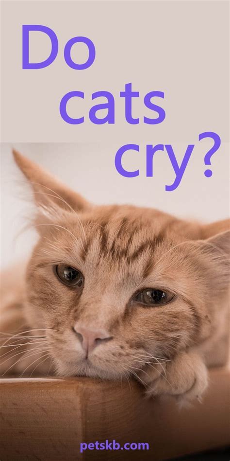 Investigating Cat Crying Do Cats Cry Real Tears Cat Crying Cat