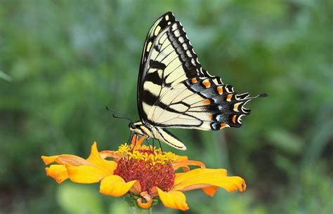 Tiger Swallowtail Butterfly Perched On Yellow Flower Hd