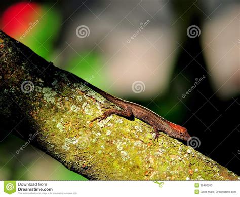 Small Red Headed Lizard Stock Image Image Of Colors 39480553