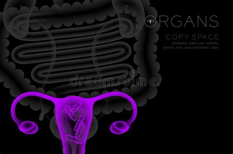Vrouwelijke Baarmoeder En Eierstokken Vector Illustratie