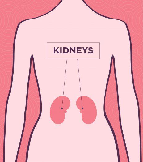 Waarom Doen Mijn Nieren Pijn Kidney Pain Upmc Healthbeat Datakosine
