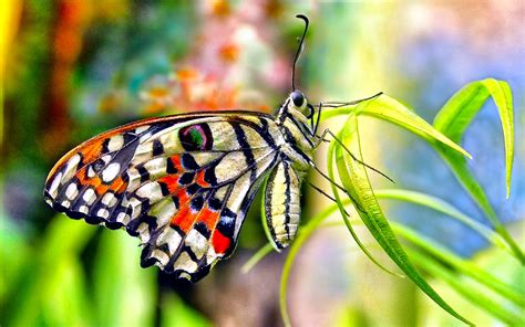 30 Colorful Butterfly Wallpapers Free To Download Godfather Style