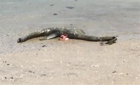 Wolf Island Dead Sea Creature Resembling The Loch Ness Monster Washes