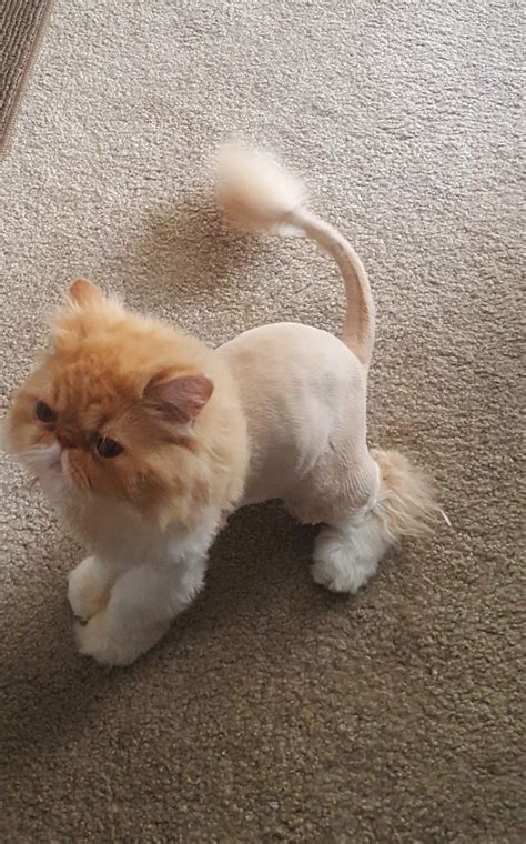 Richie With His New Lion Cut Cat Grooming Cat Lion Haircut Cat