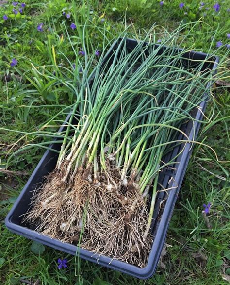 How To Identify Edible Wild Onions Field Garlic Ramps Wild Leeks