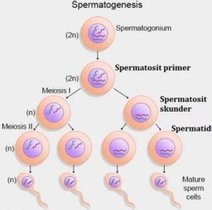 Fertilisasi atau pembuahan adalah peleburan antara inti sel telur dengan inti sel sperma. Pengertian, Fungsi, Tahapan, dan Faktor Proses ...