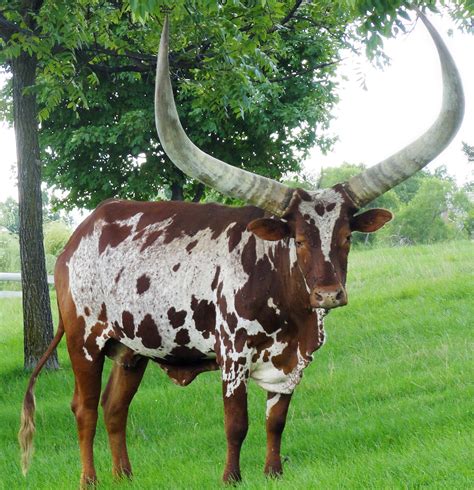 African Ankole Watusi Often Referred To As Cattle Of Ki Flickr