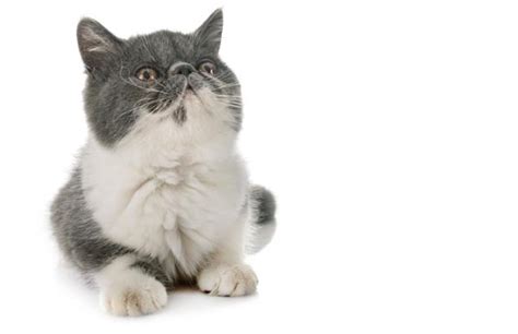 9 Grey And White Cat Breeds With Pictures Cat World