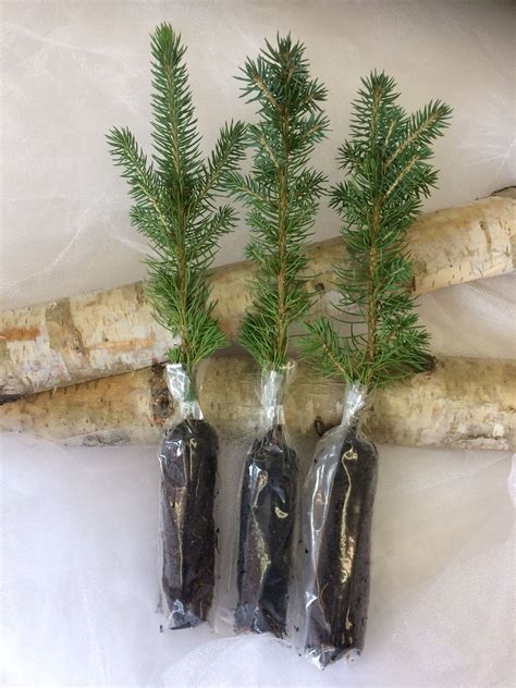 Christmas cactus (aka holiday & thanksgiving cactus) is a very popular blooming plant for the holidays. Tree Only | Evergreen wedding, Live christmas trees ...