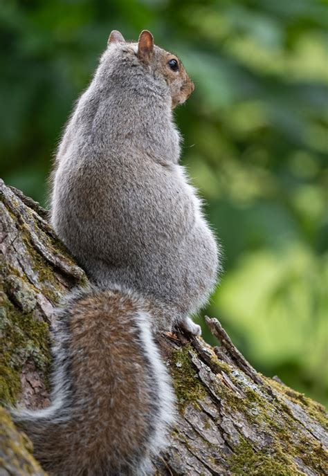Eastern Gray Squirrel Sean Crane Photography