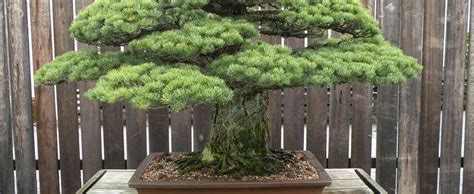 We did not find results for: Japanese White Pine Pinus parviflora 'Miyajima'