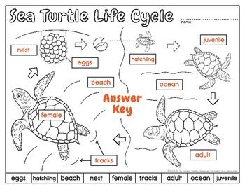 Label A Sea Turtle Body Parts Diagram By Loreen Leedy Tpt