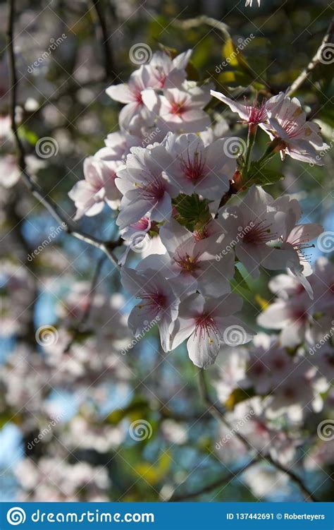 Pink And White Cherry Blossom, Sunlit In Springtime Stock Image - Image of sunlit, blooms: 137442691