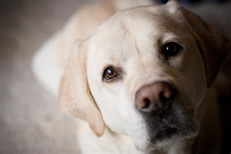 Scientists Take A Peek Behind Those Sad Puppy Dog Eyes Au