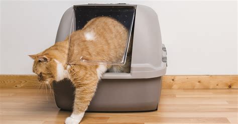 The 8 Best Litter Boxes For Large Cats