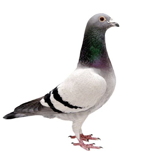 Domestic Columbidae Pigeon Png Clipart Png Mart