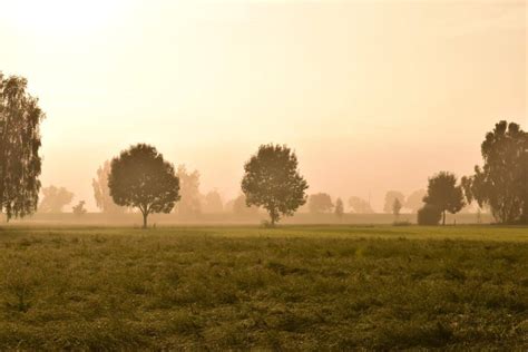 Free Picture Sunset Tree Dawn Fog Mist Field Countryside Landscape